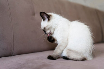 Kedi Aknesi Nedir?