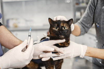 Kedi Panlökopeni Hastalığı