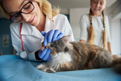 Kedi Yaralanmaları: Yaygın Nedenler, Belirtiler ve Bakım